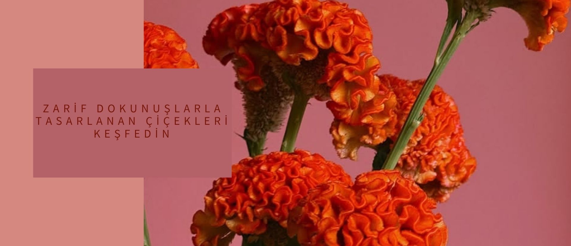 HASIR SEPET BİTKİLER